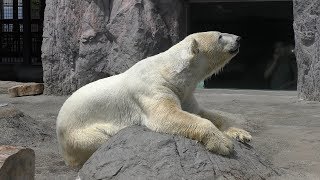 Polar bear (Asahiyama Zoo, Hokkaido, Japan) June 20, 2019