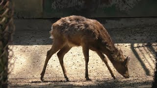 Sika nippon (Kumamoto City Zoological and Botanical Gardens, Kumamoto, Japan) April 18, 2019