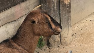 Goat (TOBU ZOO, Saitama, Japan) September 18, 2020