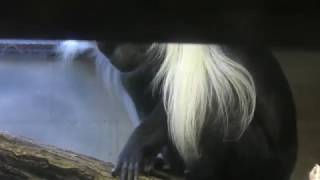 Angola colobus (Japan Monkey Centre, Aichi, Japan) December 13, 2018