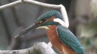 Common Kingfisher (Toyohashi Zoo and Botanical Park, Aichi, Japan) January 1, 1970