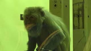 Rhesus macaque (Kyoto City Zoo, Kyoto, Japan) January 26, 2019