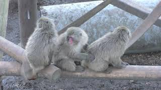 Yakushima Macaque (Japan Monkey Centre, Aichi, Japan) December 13, 2018