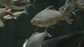 メコン川 中流の魚Ⅰ (世界淡水魚園水族館 アクア・トト ぎふ) 2019年1月25日
