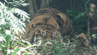 Sumatran tiger (KOBE ANIMAL KINGDOM, Hyogo, Japan) March 29, 2021