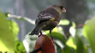 Oriental greenfinch