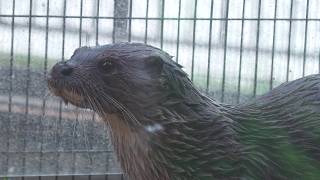 ユーラシアカワウソ (沖縄こどもの国) 2023年7月29日