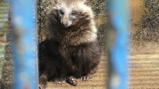Raccoon Dog (Fukuchiyama City Zoo, Kyoto, Japan) March 29, 2019