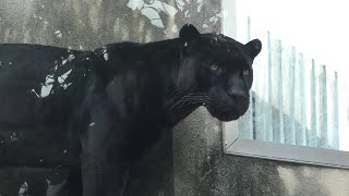 Jaguar (Oji Zoo, Hyogo, Japan) October 27, 2019