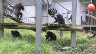 Chimpanzee (Tama Zoological Park, Tokyo, Japan) September 23, 2017