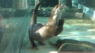 Asian short-clawed otter time (Tokushima Zoo, Tokushima, Japan) March 2, 2019