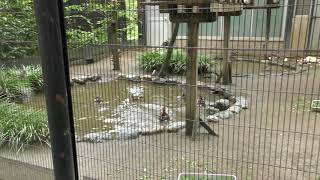 オシドリ (井の頭自然文化園) 2017年9月23日