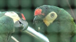 Blue-winged macaw (Higashiyama Zoo and Botanical Gardens, Aichi, Japan) July 22, 2021