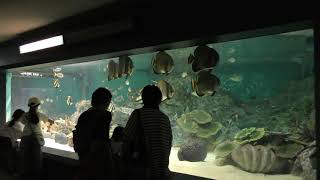 サンゴ礁の魚 (青森県営 浅虫水族館) 2019年8月8日