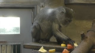 Sykes' monkey (Japan Monkey Centre, Aichi, Japan) January 20, 2019
