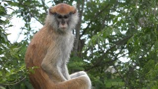 パタスザル　Hussar monkey