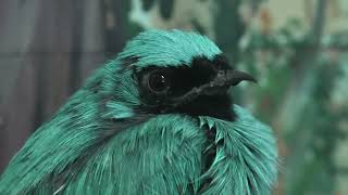 3種の フウキンチョウ (めっちゃおもろい動物園) 2021年10月7日