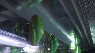 アカメアマガエル (アトア átoa) 2022年10月21日