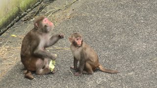 Rhesus macaque (TOBU ZOO, Saitama, Japan) September 18, 2020
