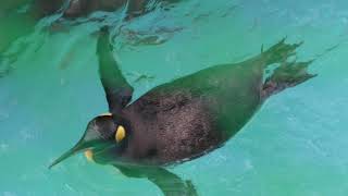 泳ぐオウサマペンギン (東山動植物園) 2017年11月18日