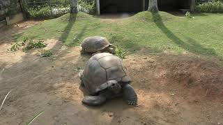 Aldabra giant tortoise & African spurred tortoise (Okinawa Zoo, Okinawa, Japan) May 13, 2019