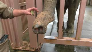 Elephant nose touch (KAMINE ZOO, Ibaraki, Japan) October 21, 2017