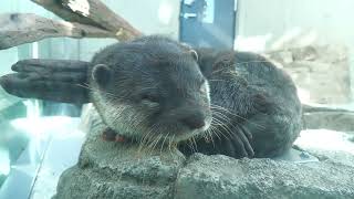 Asian short-clawed otter | Skyside Garden (átoa, Hyogo, Japan) October 30, 2021