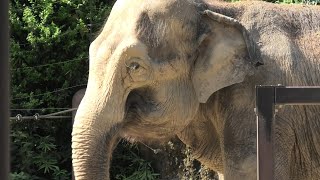 Elephant Forest (Ueno Zoological Gardens, Tokyo, Japan) September 11, 2020