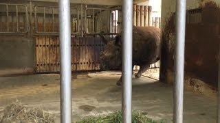 Greater one-horned rhino (Tama Zoological Park, Tokyo, Japan) August 27, 2017