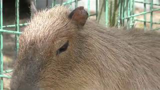 Capybara (TOBU ZOO, Saitama, Japan) May 6, 2018