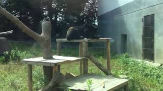 Asian black bear (Toyohashi Zoo and Botanical Park, Aichi, Japan) August 5, 2017