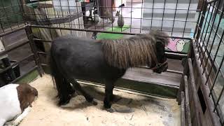ボーアゴート と ミニチュアホース (めっちゃおもろい動物園) 2021年10月7日