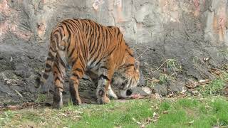 Sumatran tiger (MISAKI KOEN Amusement Park, Osaka, Japan) December 24, 2018
