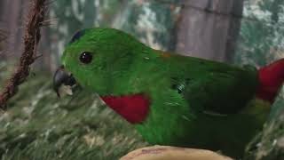 サトウチョウ (めっちゃおもろい動物園) 2021年10月7日