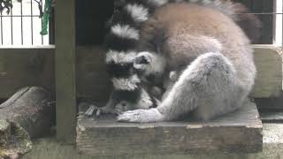 Ring-tailed lemur (Neo Park Okinawa, Okinawa, Japan) May 9, 2019
