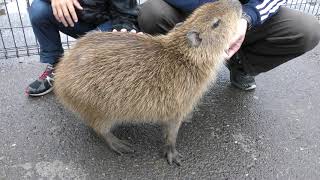 Capybara (KAMINE ZOO, Ibaraki, Japan) October 21, 2017