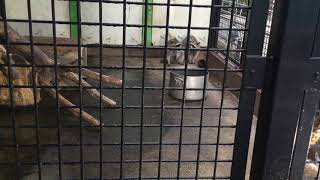 荒ぶるアライグマ（東武動物公園） 2017年8月20日