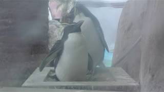 巣の中のキタイワトビペンギン (京急油壺マリンパーク) 2018年2月25日