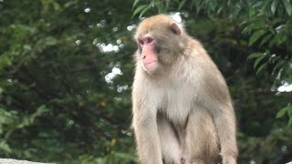 Japanese macaque (CHIKOZAN PARK ZOO, Saitama, Japan) September 19, 2020