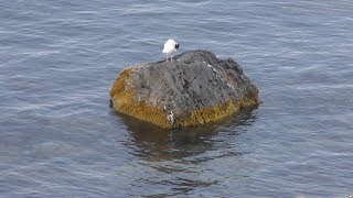 Slaty-backed gull (Teuri island, Hokkaido , Japan) June 21, 2019