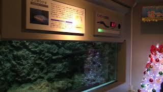 デンキウナギの放電によるクリスマスツリーの点灯 (しながわ水族館) 2017年11月26日