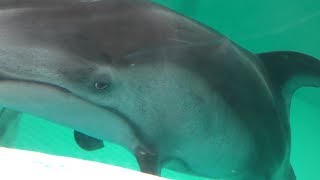Pacific White-sided Dolphin (Kamogawa Seaworld, Chiba, Japan) June 16, 2018
