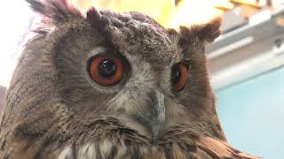 Owl (Metchaomoroi Zoo, Shiga, Japan) October 7, 2021