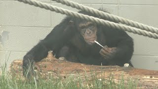 Chimpanzee (Sapporo Maruyama Zoo, Hokkaido, Japan) June 13, 2019