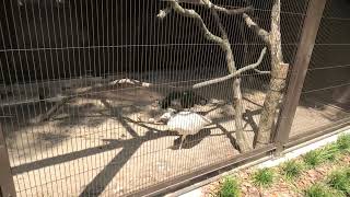 Common peafowl (Toyohashi Zoo and Botanical Park, Aichi, Japan) January 1, 1970