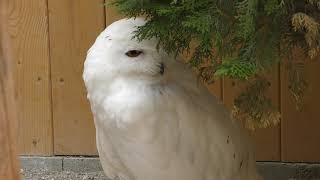 Snowy owl (Iwate SafariPark, Iwate, Japan) August 12, 2019