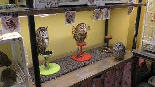 Owl (Torinoiru cafe Main shop Yanaka, Tokyo, Japan) December 11, 2018