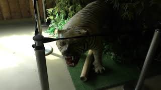 Tiger house (Tokushima Zoo, Tokushima, Japan) March 2, 2019
