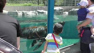Sea Lion & Seal Water Land (Ishikawa Zoo, Ishikawa, Japan) August 18, 2019