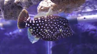 Floor A 漁港 ～幼魚は擬態の天才～ (幼魚水族館) 2022年7月31日